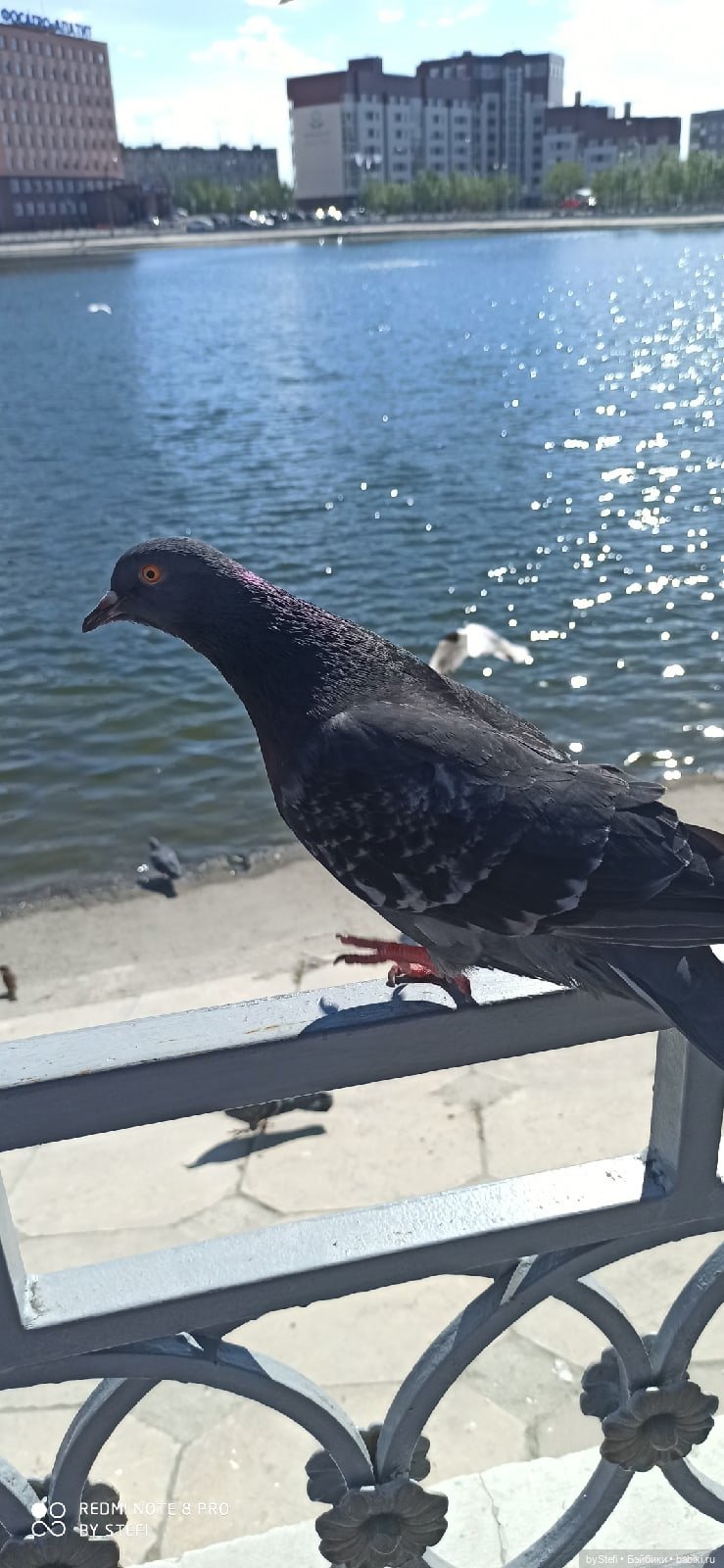 10 июня. Кировск. Мурманская область (фото 8)