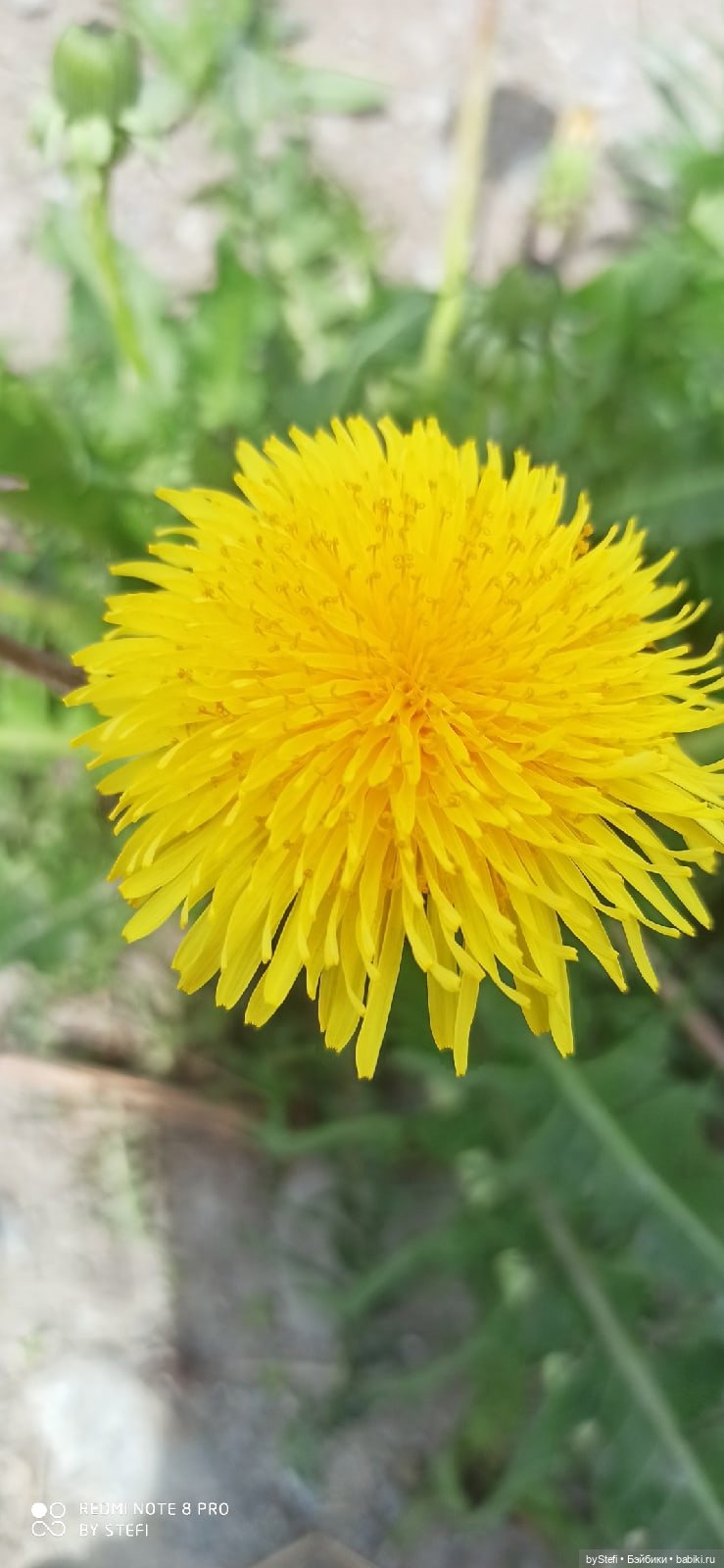 10 июня. Кировск. Мурманская область (фото 5)