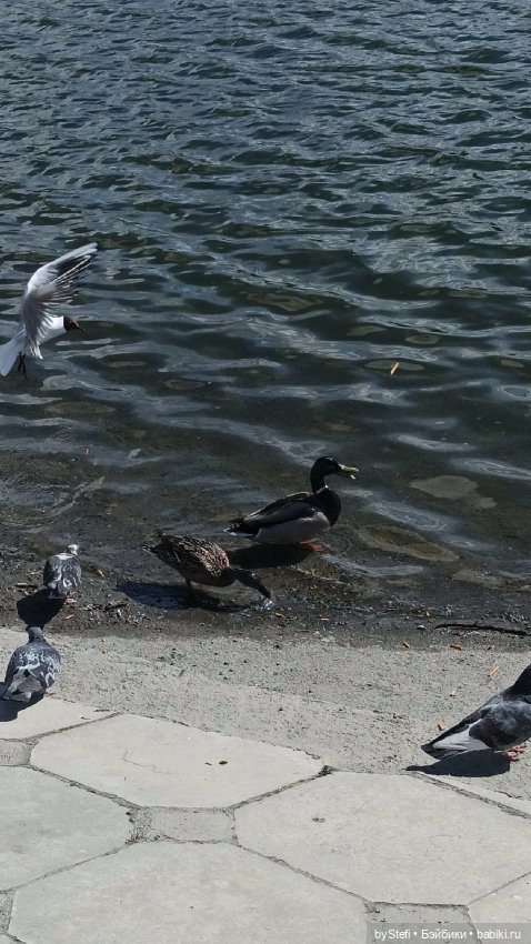 10 июня. Кировск. Мурманская область (фото 3)