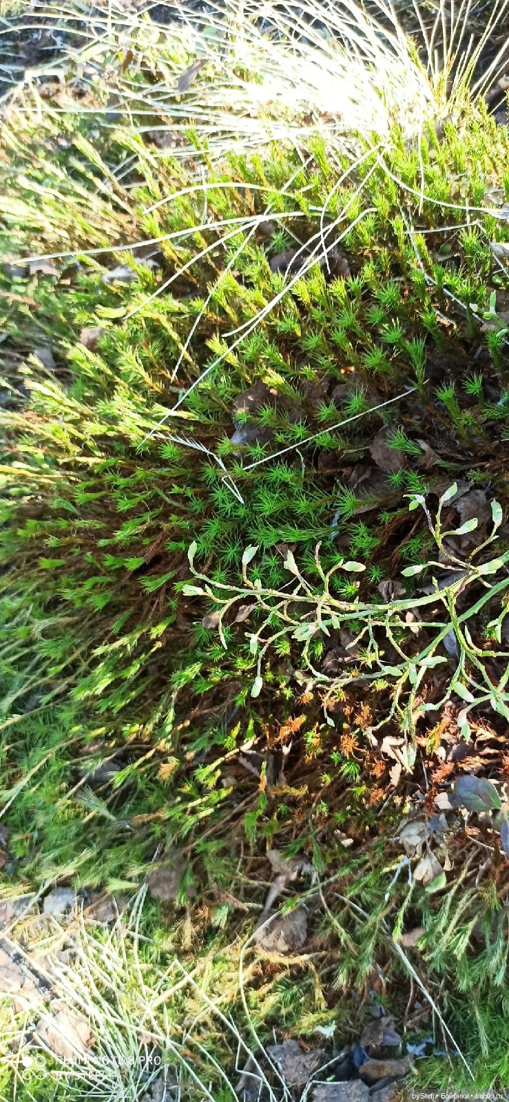 Заполярье. 11 июня 2021. Часть 2 (фото 4)