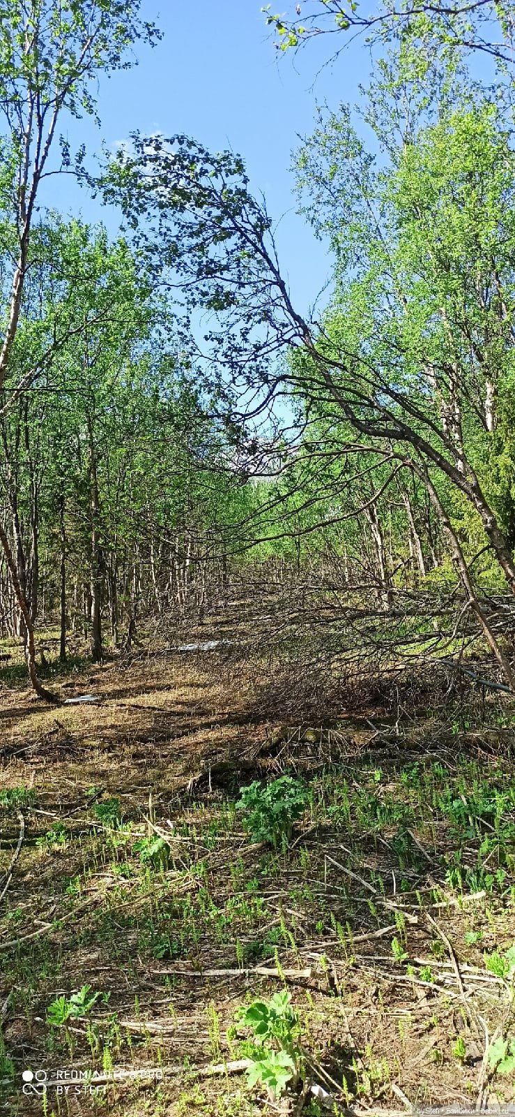 Заполярье. 11 июня 2021. Часть 3 (фото 2)