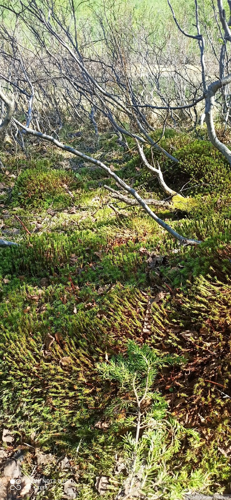 Заполярье. 11 июня 2021. Часть 2