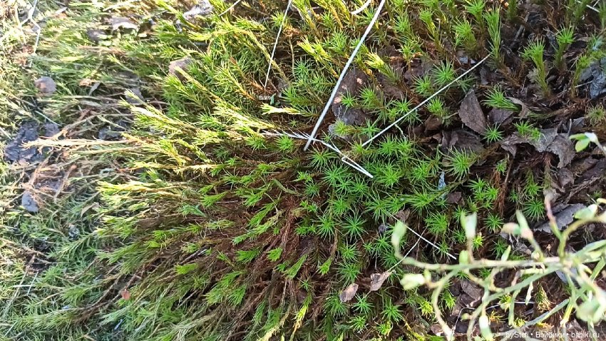 Заполярье. 11 июня 2021. Часть 2