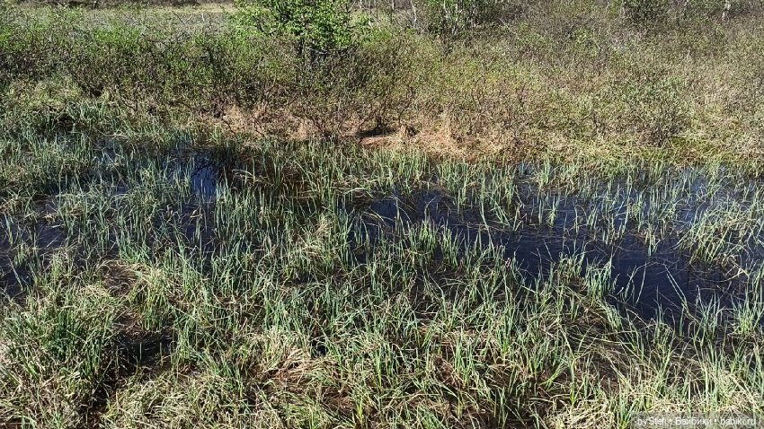 Заполярье. 11 июня 2021. Часть 1