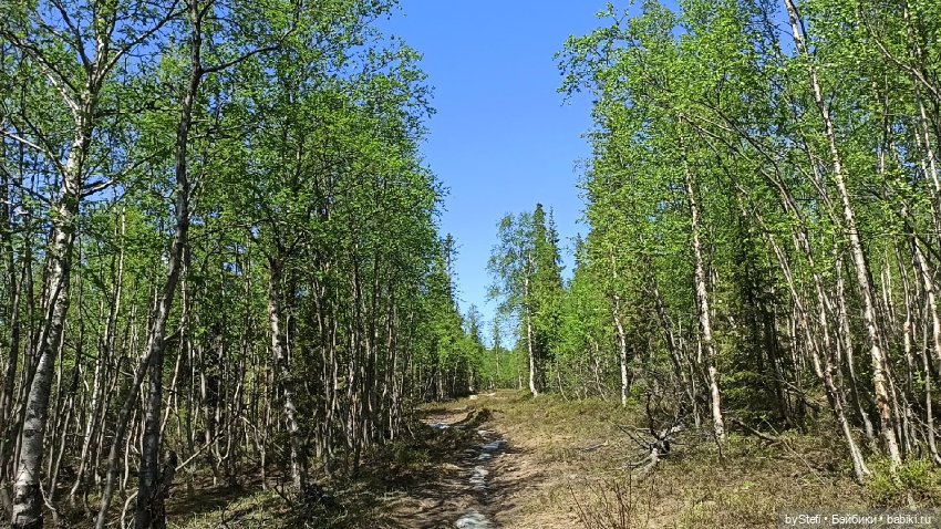 Заполярье. 11 июня 2021. Заключительная часть (фото 5)