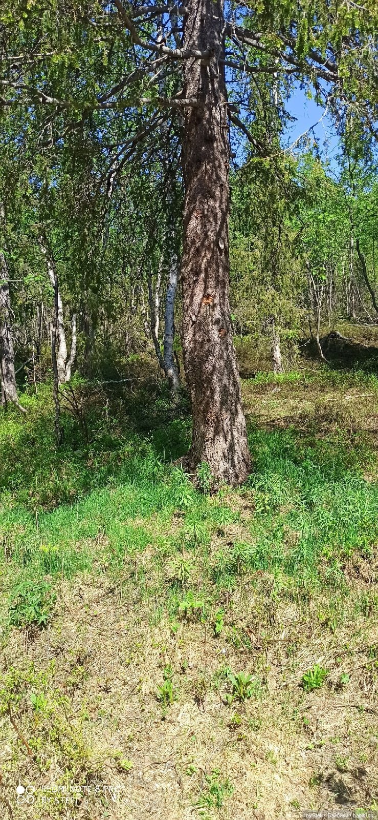 Заполярье. 11 июня 2021. Заключительная часть (фото 7)