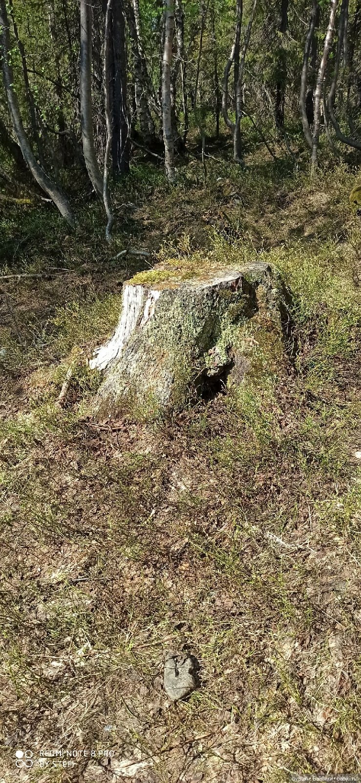 Заполярье. 11 июня 2021. Заключительная часть (фото 3)