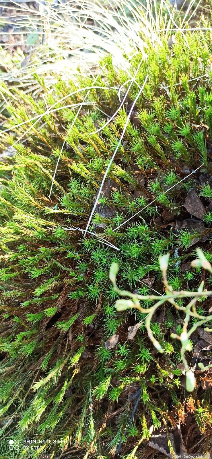 Заполярье. 11 июня 2021. Часть 2 (фото 2)