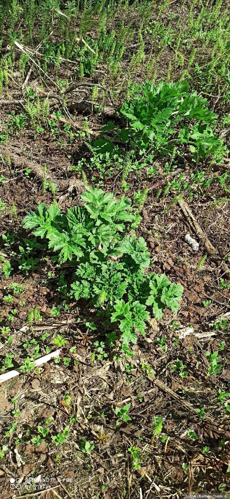 Заполярье. 11 июня 2021. Часть 2