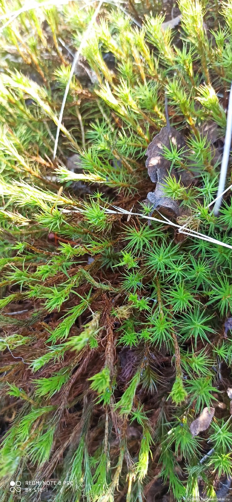 Заполярье. 11 июня 2021. Часть 2 (фото 3)