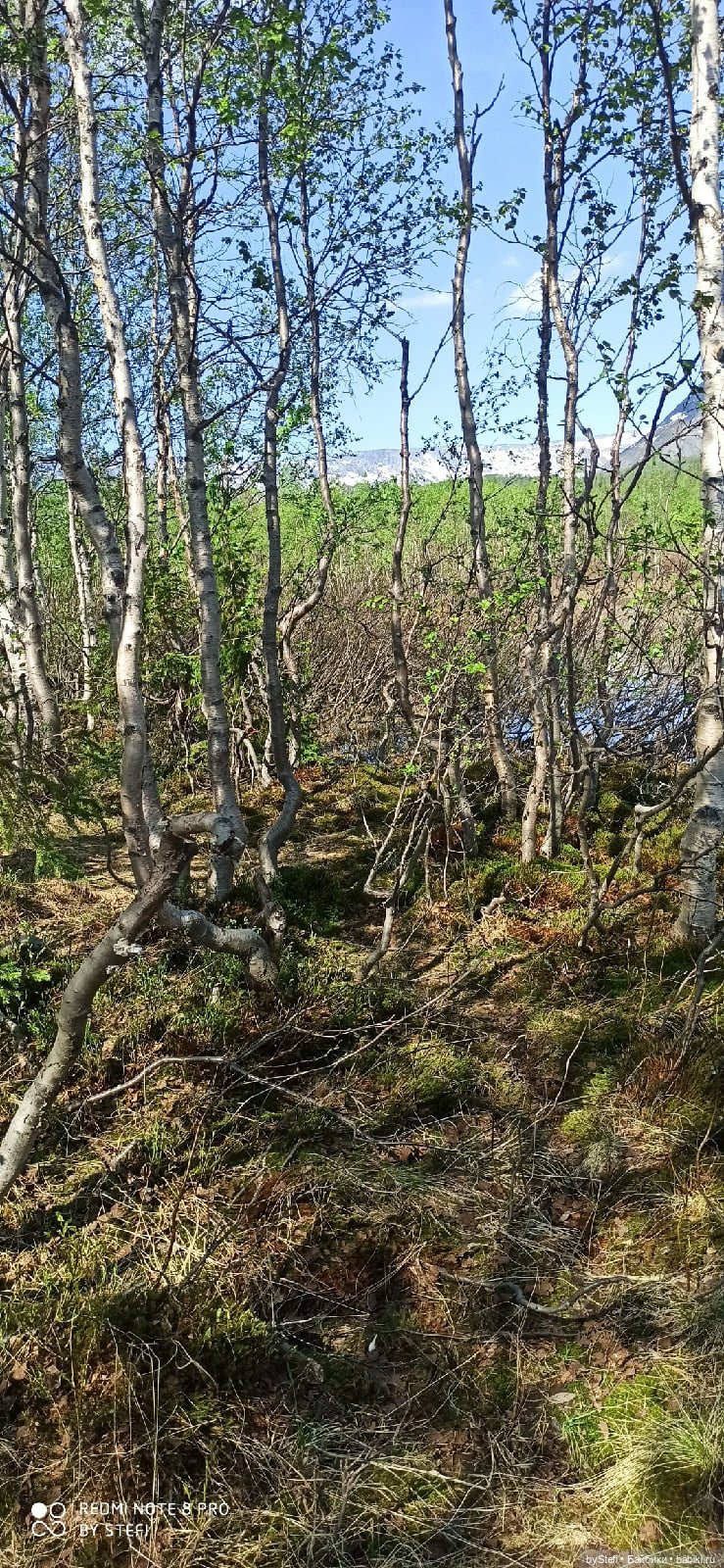 Заполярье. 11 июня 2021. Часть 2 (фото 8)