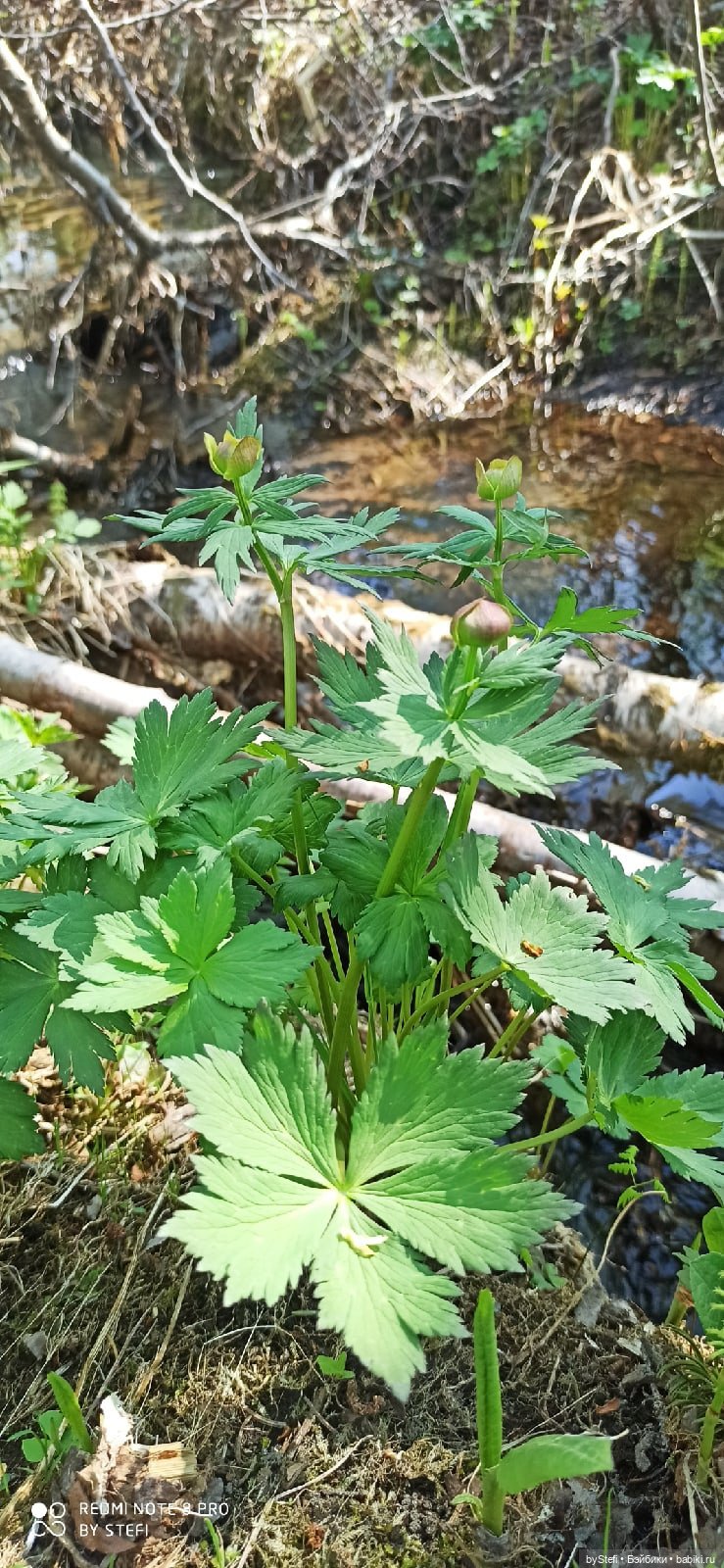 Заполярье. 11 июня 2021. Часть 2