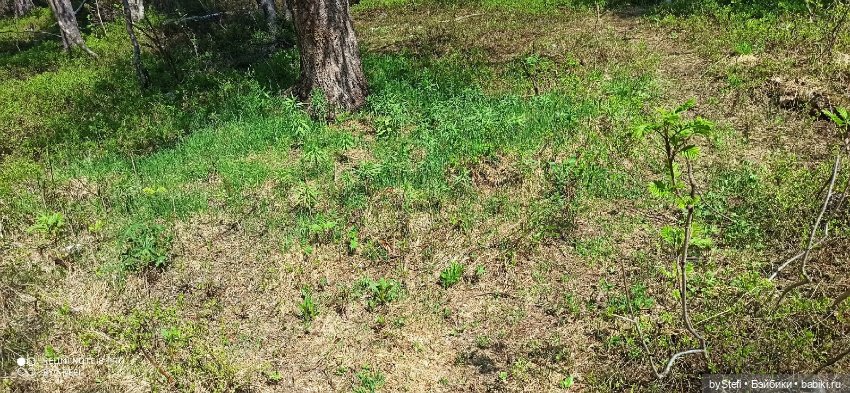 Заполярье. 11 июня 2021. Заключительная часть (фото 6)