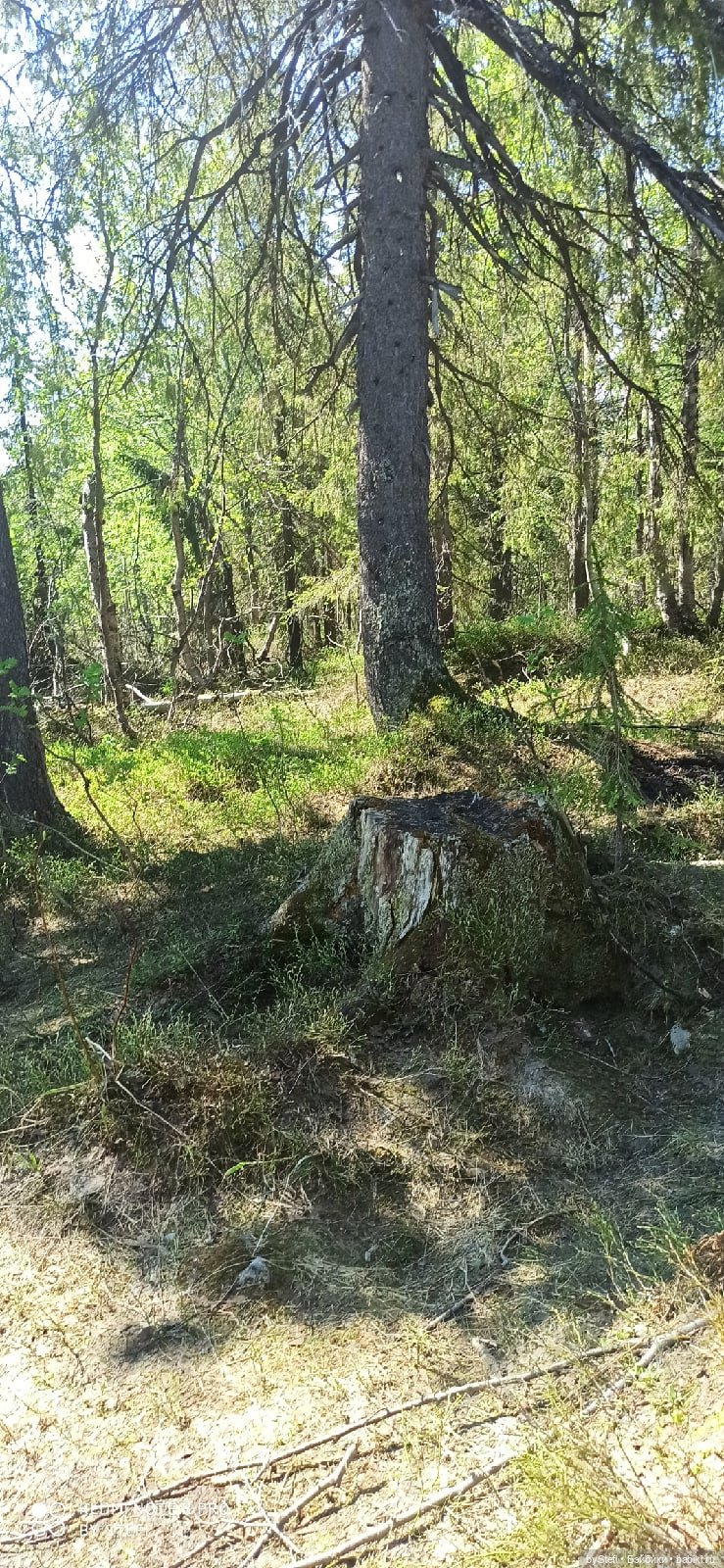 Заполярье. 11 июня 2021. Заключительная часть (фото 2)