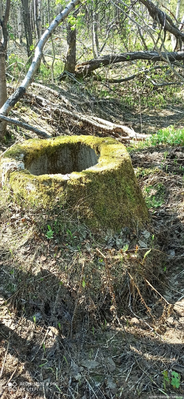 Заполярье. 11 июня 2021. Часть 3 (фото 5)