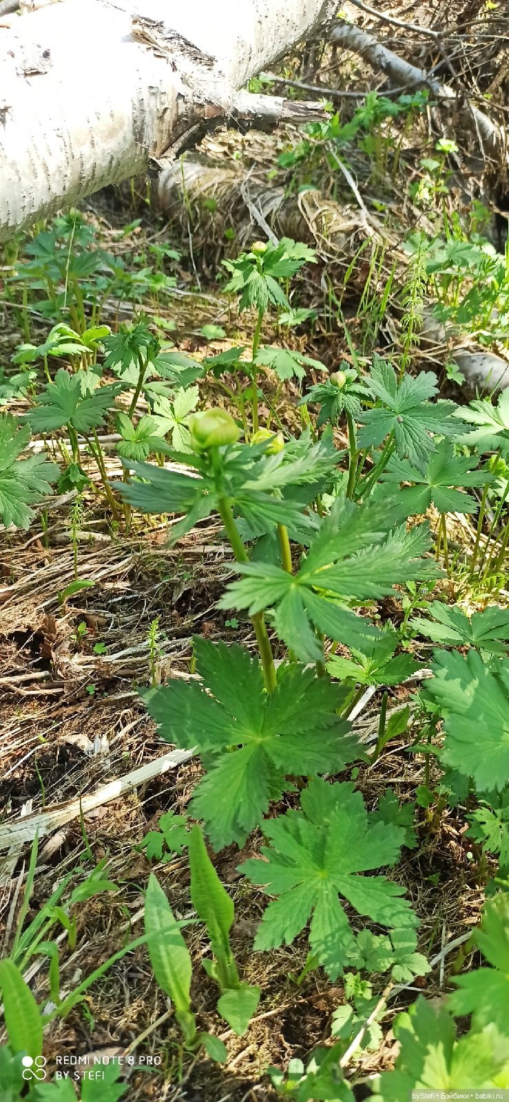 Заполярье. 11 июня 2021. Часть 2