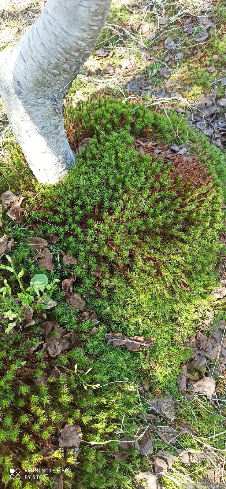 Заполярье. 11 июня 2021. Часть 2 (фото 9)