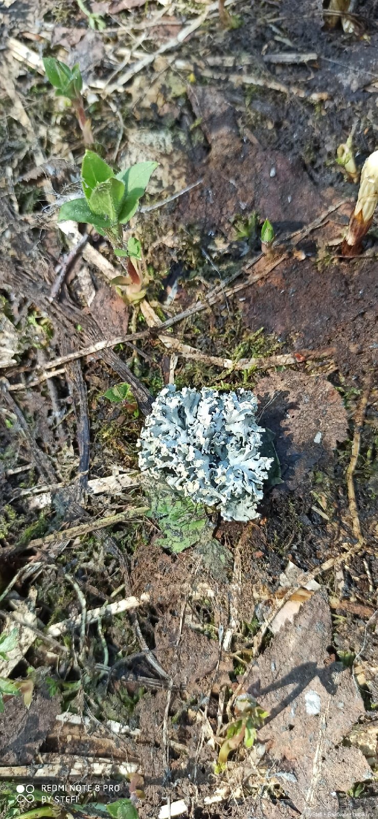 Заполярье. 11 июня 2021. Часть 2