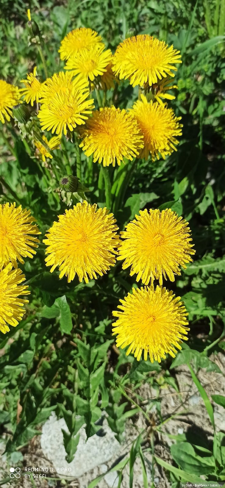 Заполярье. 11 июня 2021. Часть 1 (фото 4)