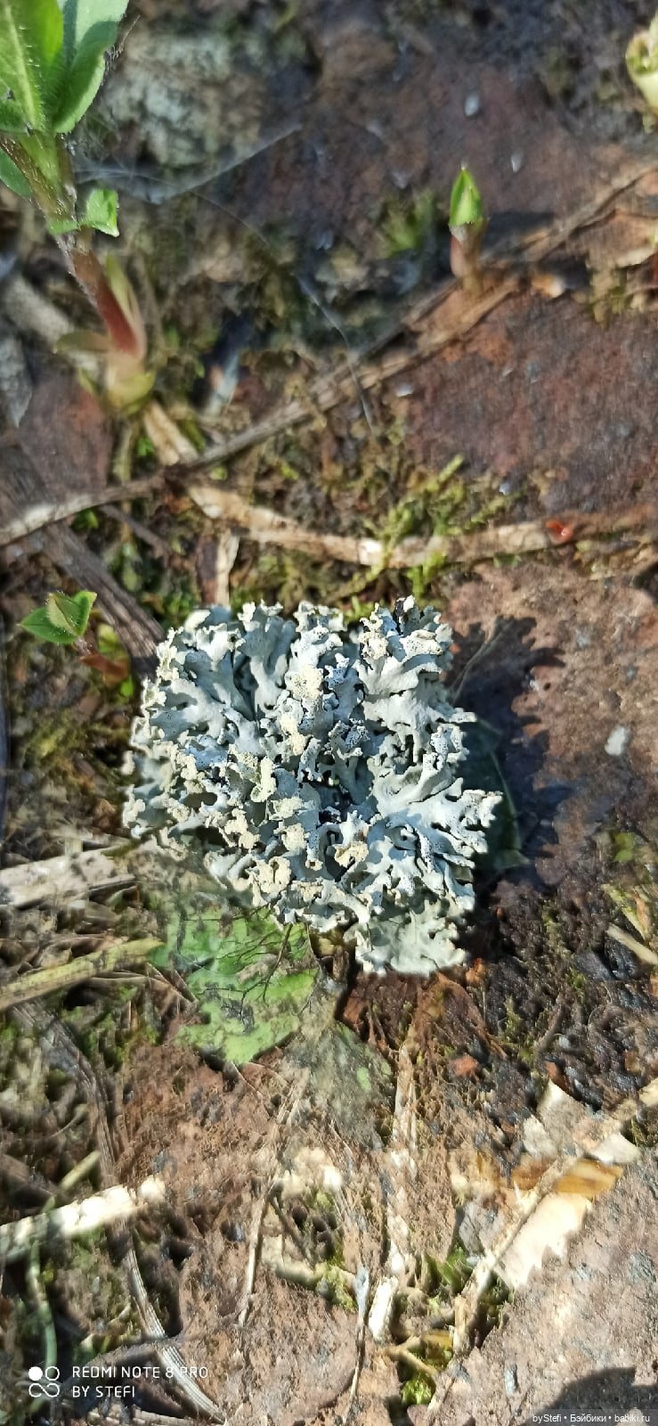 Заполярье. 11 июня 2021. Часть 2