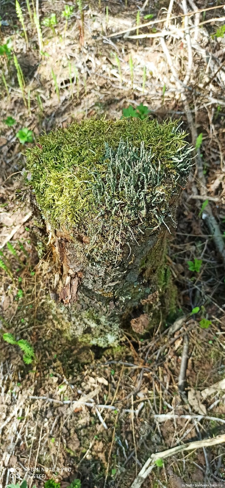 Заполярье. 11 июня 2021. Часть 2