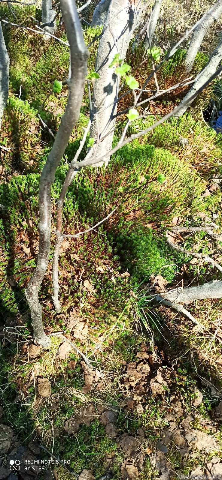 Заполярье. 11 июня 2021. Часть 2 (фото 10)