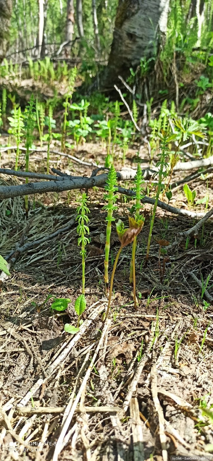 Заполярье. 11 июня 2021. Часть 2