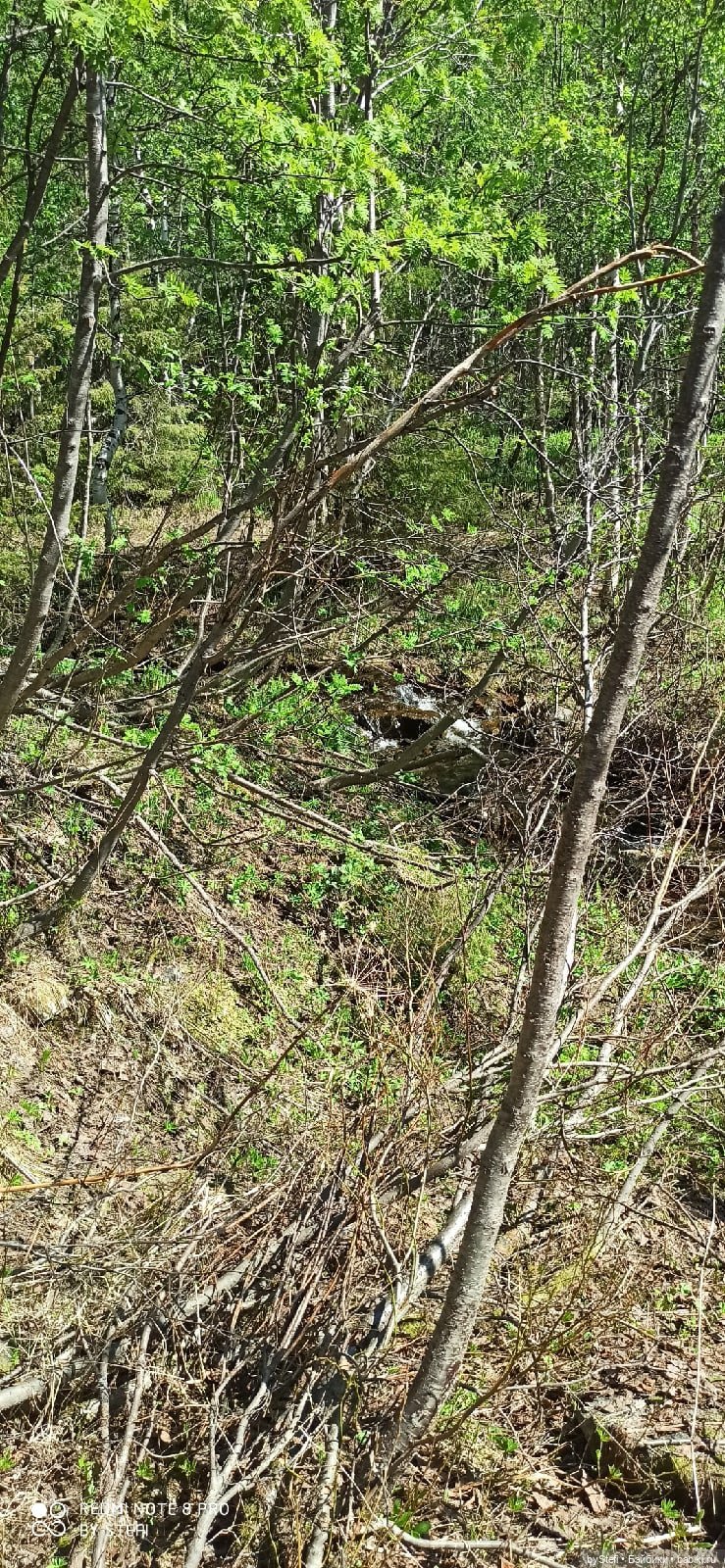 Заполярье. 11 июня 2021. Часть 3 (фото 4)