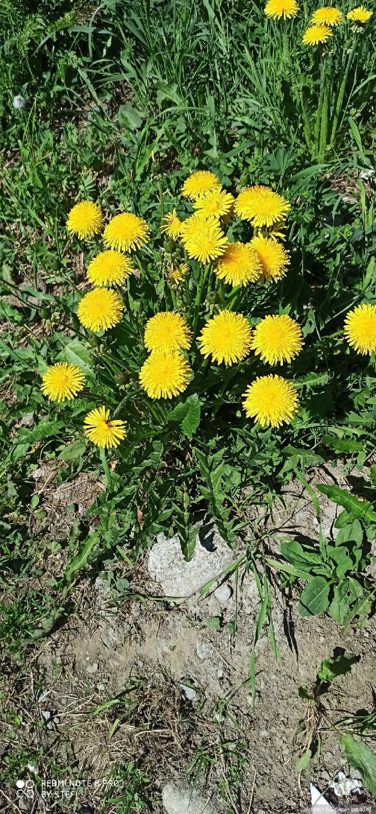 Заполярье. 11 июня 2021. Часть 1 (фото 3)