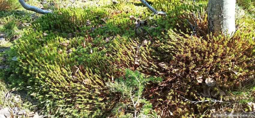 Заполярье. 11 июня 2021. Часть 2