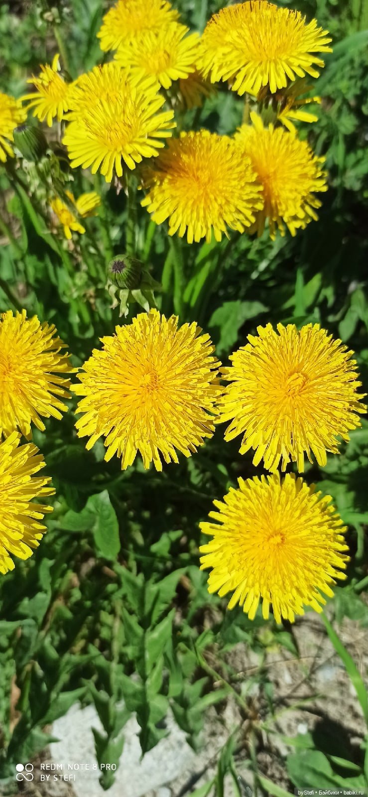 Заполярье. 11 июня 2021. Часть 1 (фото 5)