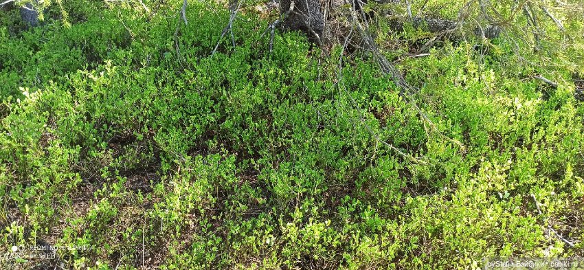 Заполярье. 11 июня 2021. Заключительная часть (фото 4)