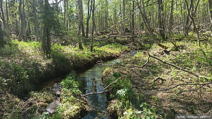 Заполярье. 11 июня 2021. Часть 2