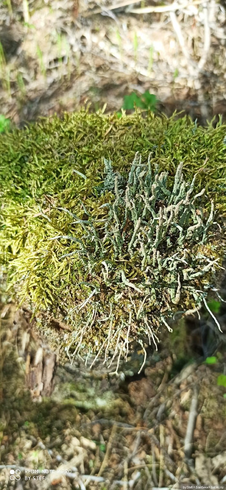 Заполярье. 11 июня 2021. Часть 3