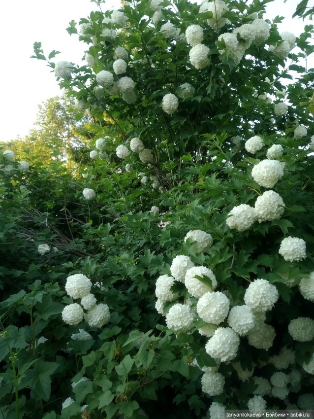 Если верить в чудеса — Куклы Zwergnase (Цвергназе/Цверги): фото (фото 6)