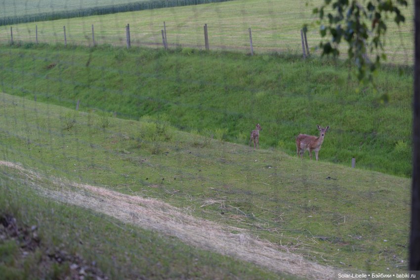 После дождя — Куклы Annette Himstedt (Аннетт Химстедт): коллекционные