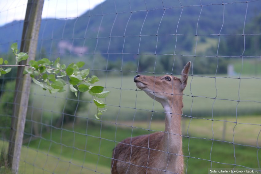 После дождя — Куклы Annette Himstedt (Аннетт Химстедт): коллекционные