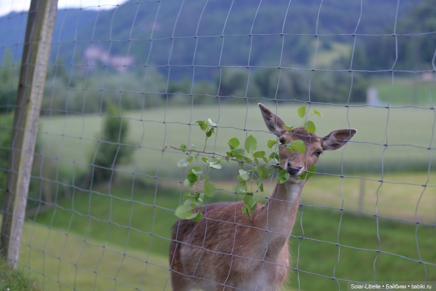 После дождя — Куклы Annette Himstedt (Аннетт Химстедт): коллекционные