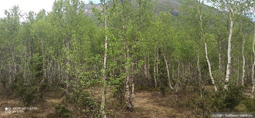 По дороге с облаками... 12 июня 2021. Заполярье. Приглашаю прогуляться. Часть 1 (фото 10)