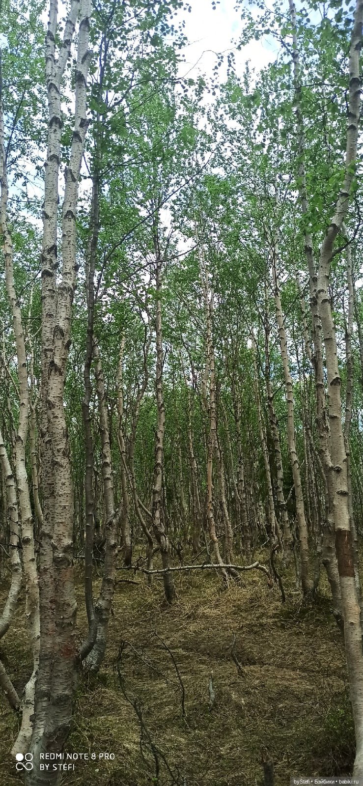 По дороге с облаками... 12 июня 2021. Заполярье. Приглашаю прогуляться. Часть 1