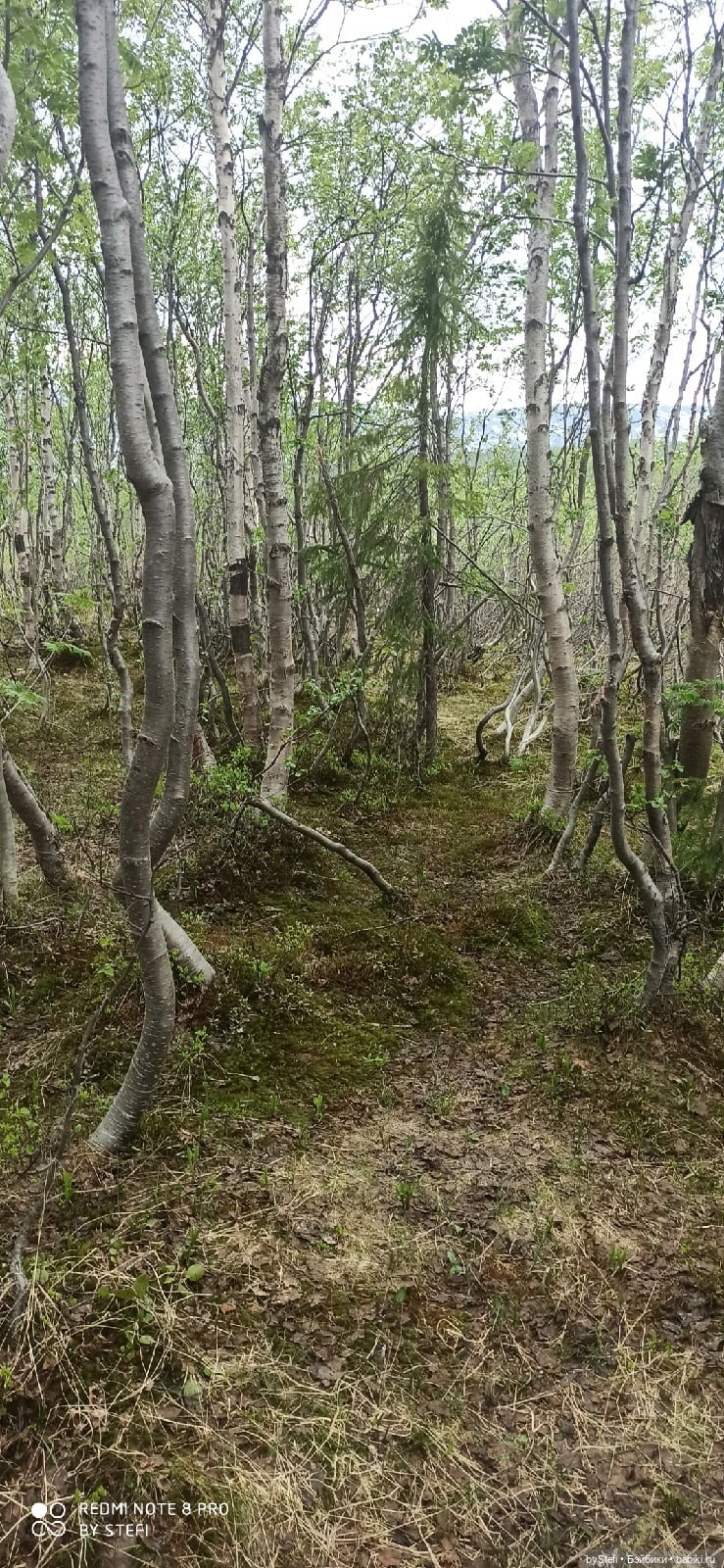 По дороге с облаками... 12 июня 2021. Заполярье. Приглашаю прогуляться. Часть 1