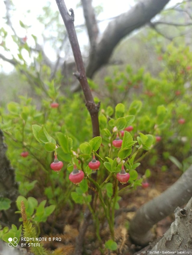 По дороге с облаками... 12 июня 2021. Заполярье. Приглашаю прогуляться. Часть 1