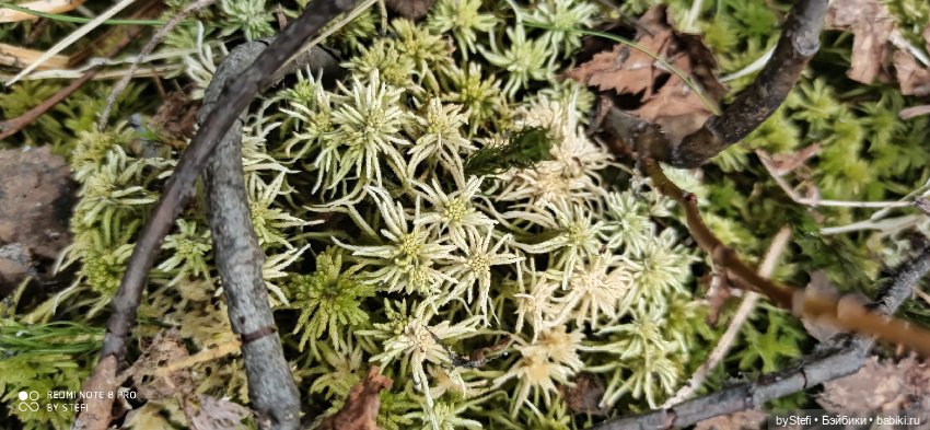 По дороге с облаками... 12 июня 2021. Заполярье. Приглашаю прогуляться. Часть 1
