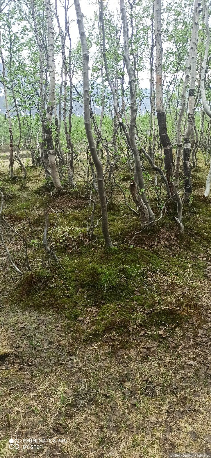 По дороге с облаками... 12 июня 2021. Заполярье. Приглашаю прогуляться. Часть 1