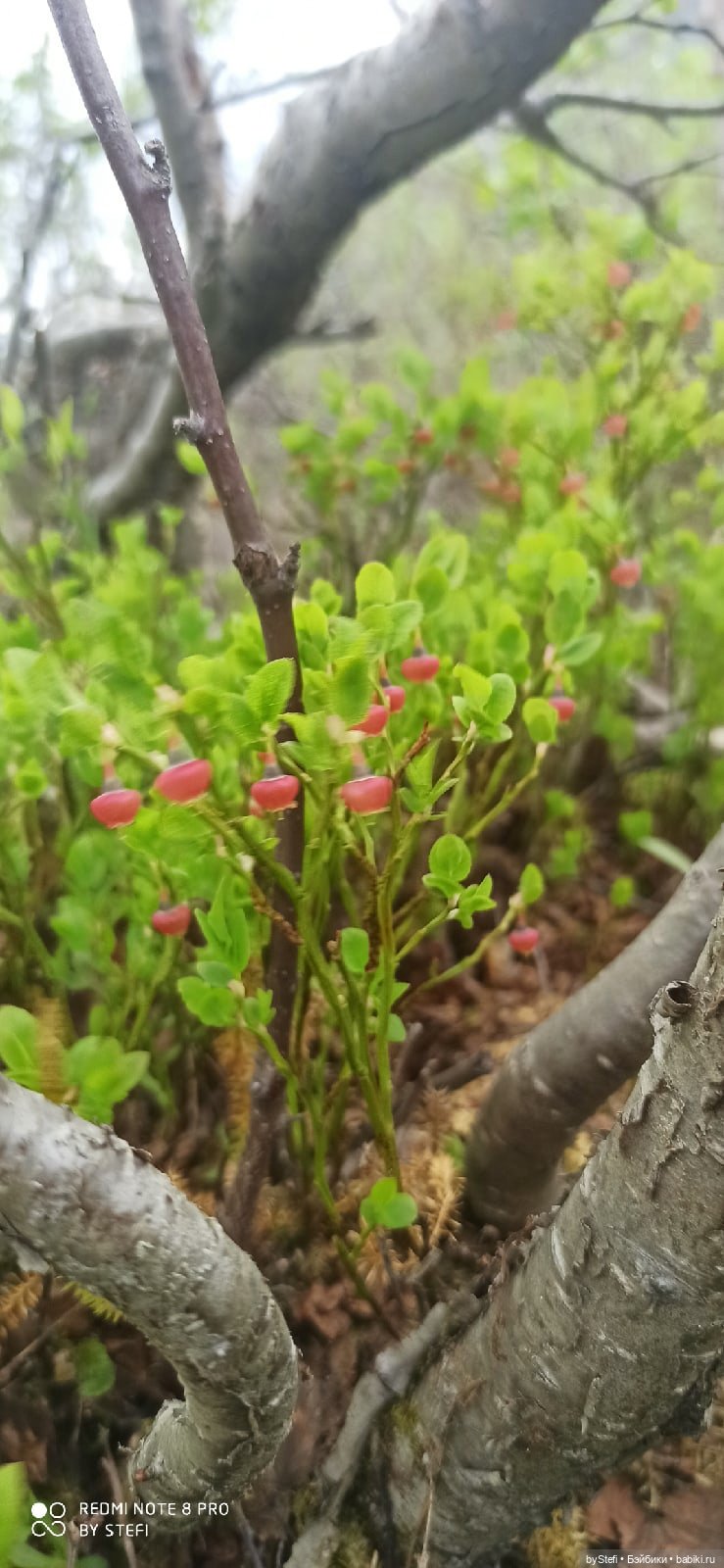 По дороге с облаками... 12 июня 2021. Заполярье. Приглашаю прогуляться. Часть 1