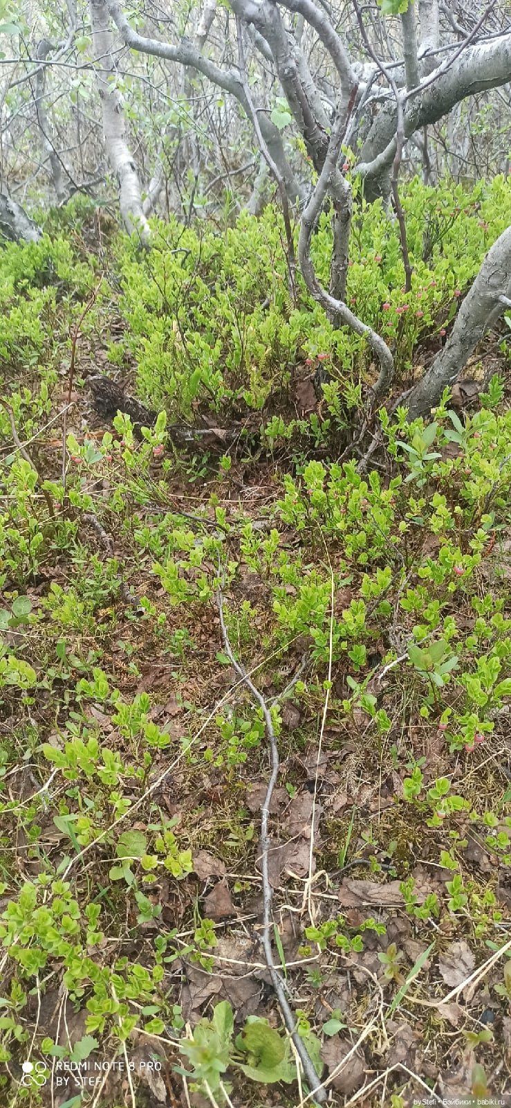 По дороге с облаками... 12 июня 2021. Заполярье. Приглашаю прогуляться. Часть 1