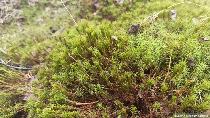 По дороге с облаками... 12 июня 2021. Заполярье. Приглашаю прогуляться. Часть 1