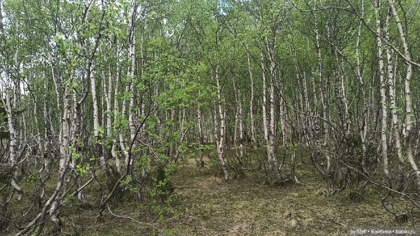 По дороге с облаками... 12 июня 2021. Заполярье. Приглашаю прогуляться. Часть 1