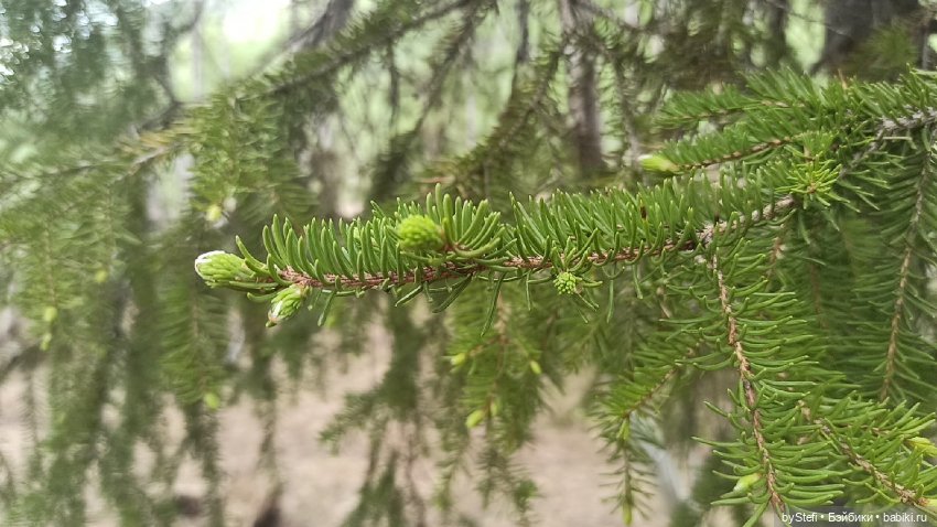 По дороге с облаками... 12 июня 2021. Заполярье. Приглашаю прогуляться. Часть 1