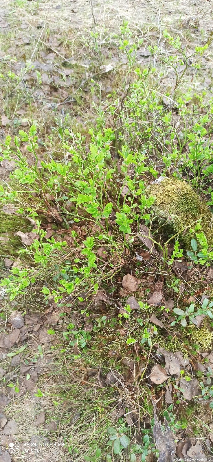По дороге с облаками... 12 июня 2021. Заполярье. Приглашаю прогуляться. Часть 1